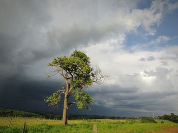 Tree in field against cloudy sky