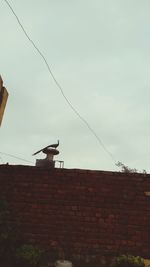 Low angle view of birds on wall