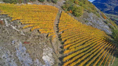 High angle view of agricultural field