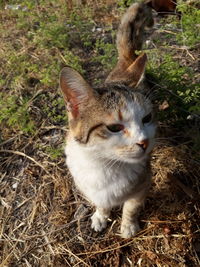 Close-up portrait of a cat on field