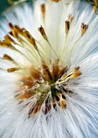 Close-up of white dandelion