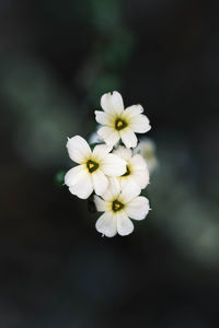 Close-up of white flowering plant