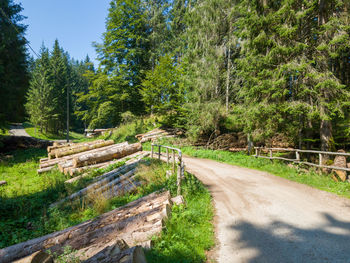 Road amidst trees in forest