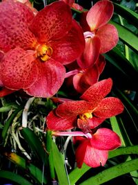 Close-up of day lily blooming outdoors