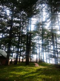 Trees growing in a park