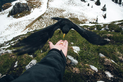 Close-up of bird eating out of hand