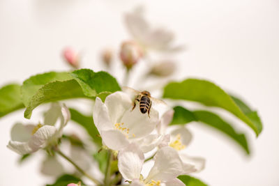 Close-up of insect on white flower