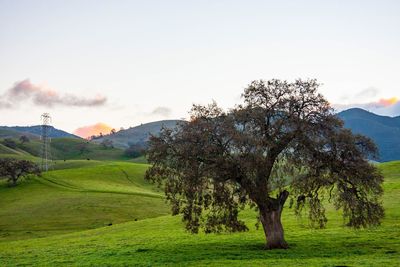 Trees on field against sky