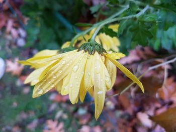 Close-up of wet insect on flower