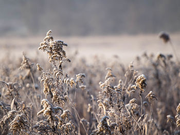 Close-up of wilted plant on field