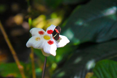 Close-up of white flowers blooming outdoors