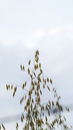 Low angle view of plants against sky