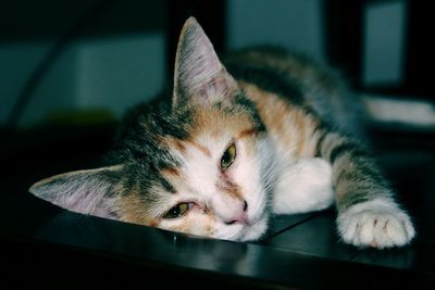 Close-up portrait of a cat