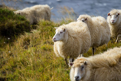 Sheep on field