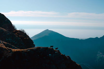 Scenic view of mountains against sky, and two goat