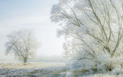 Tree on snow covered field against sky