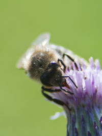 Close-up of insect on flower