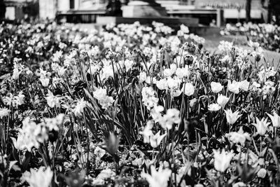 Flowers blooming outdoors