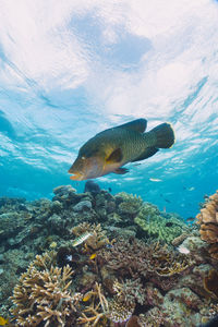 Cheilinus undulatus, maori wrasse humphead fish in australia