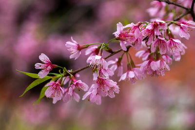 Close-up of pink cherry blossoms in spring