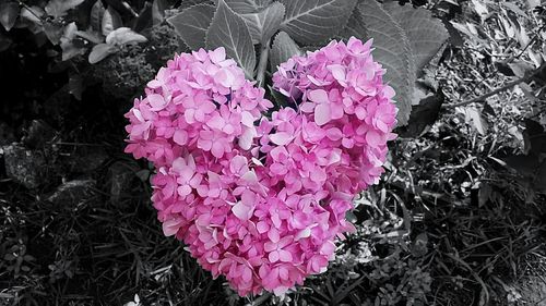 Close-up of pink flowers