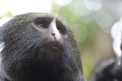 Close-up portrait of monkey on tree