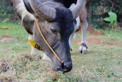 Close-up of a horse on field