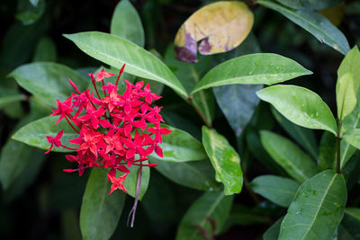 Close-up of red flowering plant