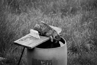 Cat drinking water from drum