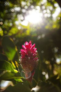 Close-up of pink flowering plant