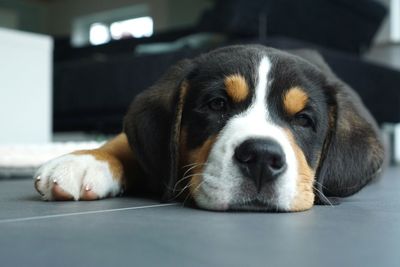 Close-up portrait of dog resting