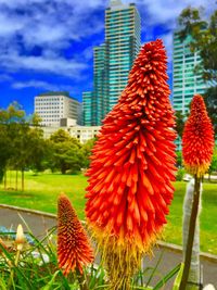 Flowers blooming in city against sky