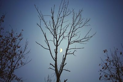 Low angle view of silhouette tree against sky