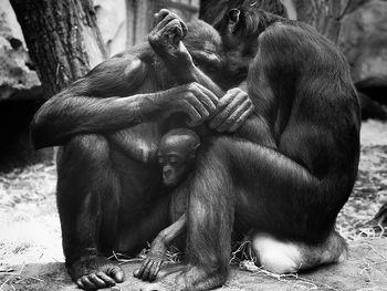 Chimpanzees with infant on field