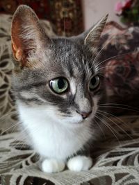 Close-up portrait of cat