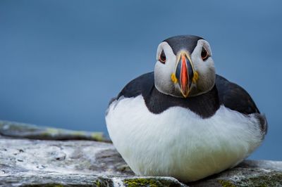 Close-up of puffin on rock by lake