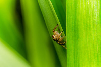 Close-up of insect on leaf