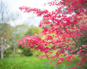 Close-up of pink flowering tree during autumn