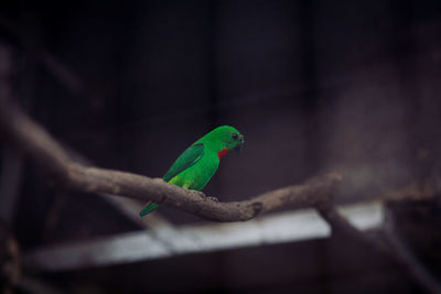 Close-up of bird perching on branch