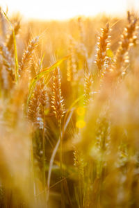 Close-up of wheat growing on field