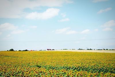 Yellow flowers growing in field