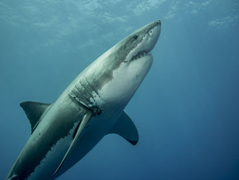 Close-up of great white shark swimming in sea