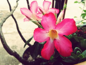 Close-up of pink flowering plant