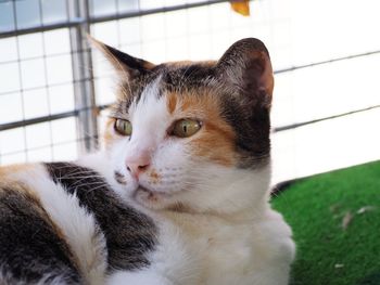 Close-up portrait of a cat looking away