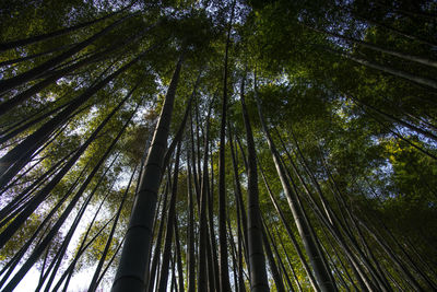 Low angle view of bamboo trees in forest