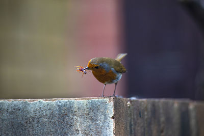 Close-up of bird perching on retaining wall