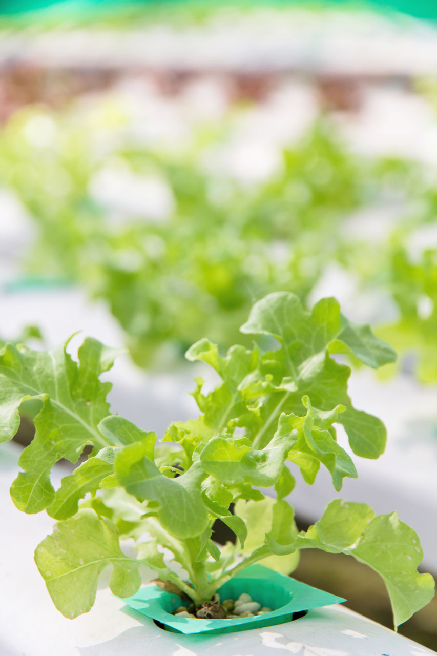 CLOSE-UP OF GREEN PLANT IN SUNLIGHT