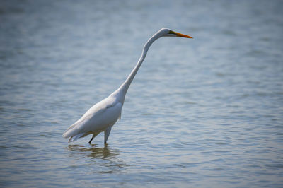 Bird in lake