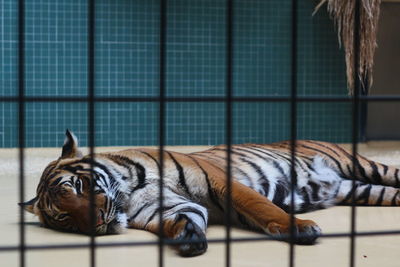 Tiger resting in a zoo