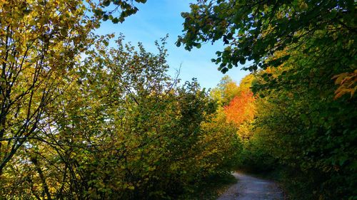 Trees in forest during autumn